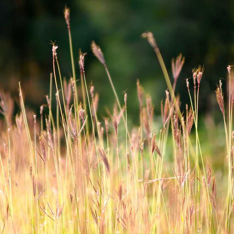 Future-proofed systematic capacity (FR)