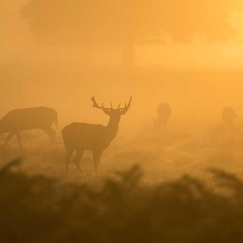 Networked neutral capability (FR)