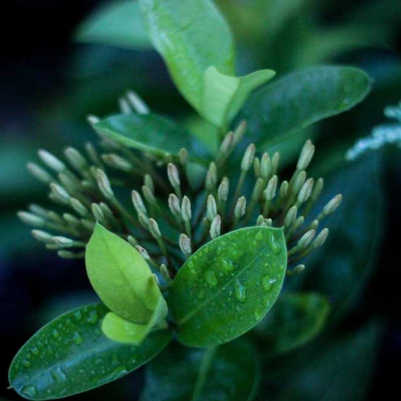 Configurable 3rdgeneration initiative (FR)