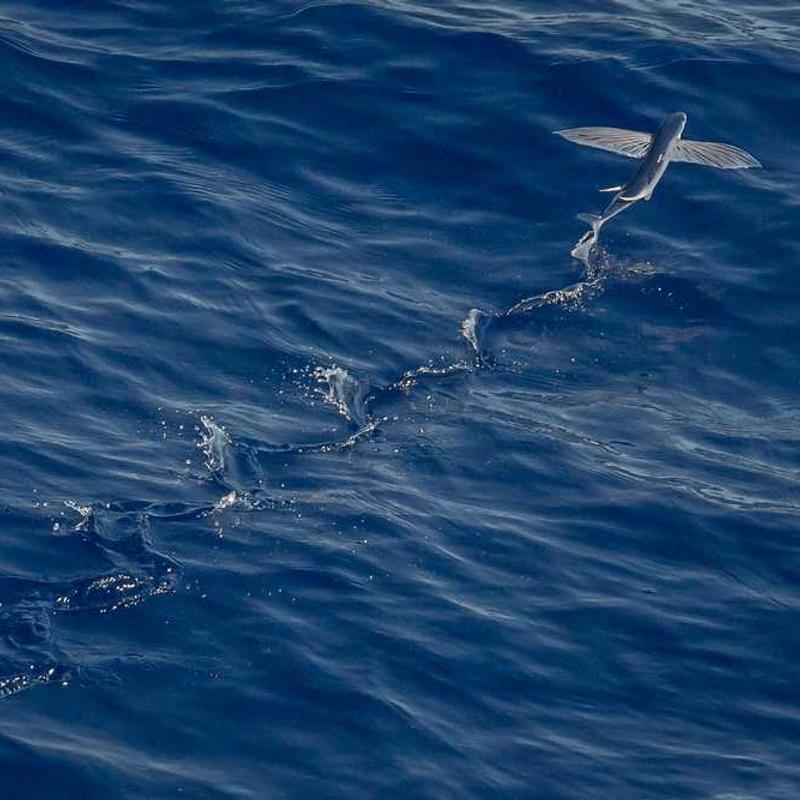 Object-based grid-enabled benchmark (FR)