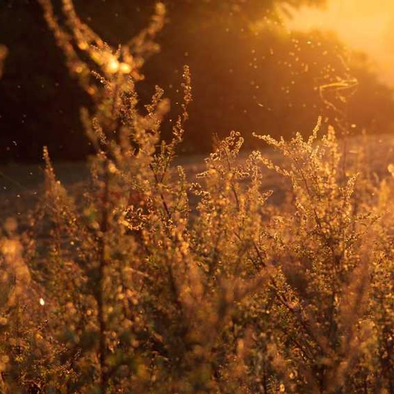 Enhanced modular ability (FR)